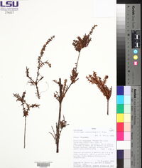 Disterigma codonanthum image