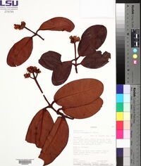 Clusia stenophylla image