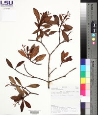 Clusia ducu image