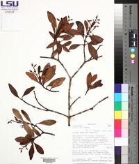 Clusia ducu image
