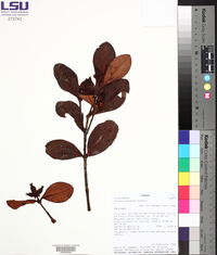 Clusia palmana image