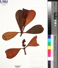 Clusia massoniana image