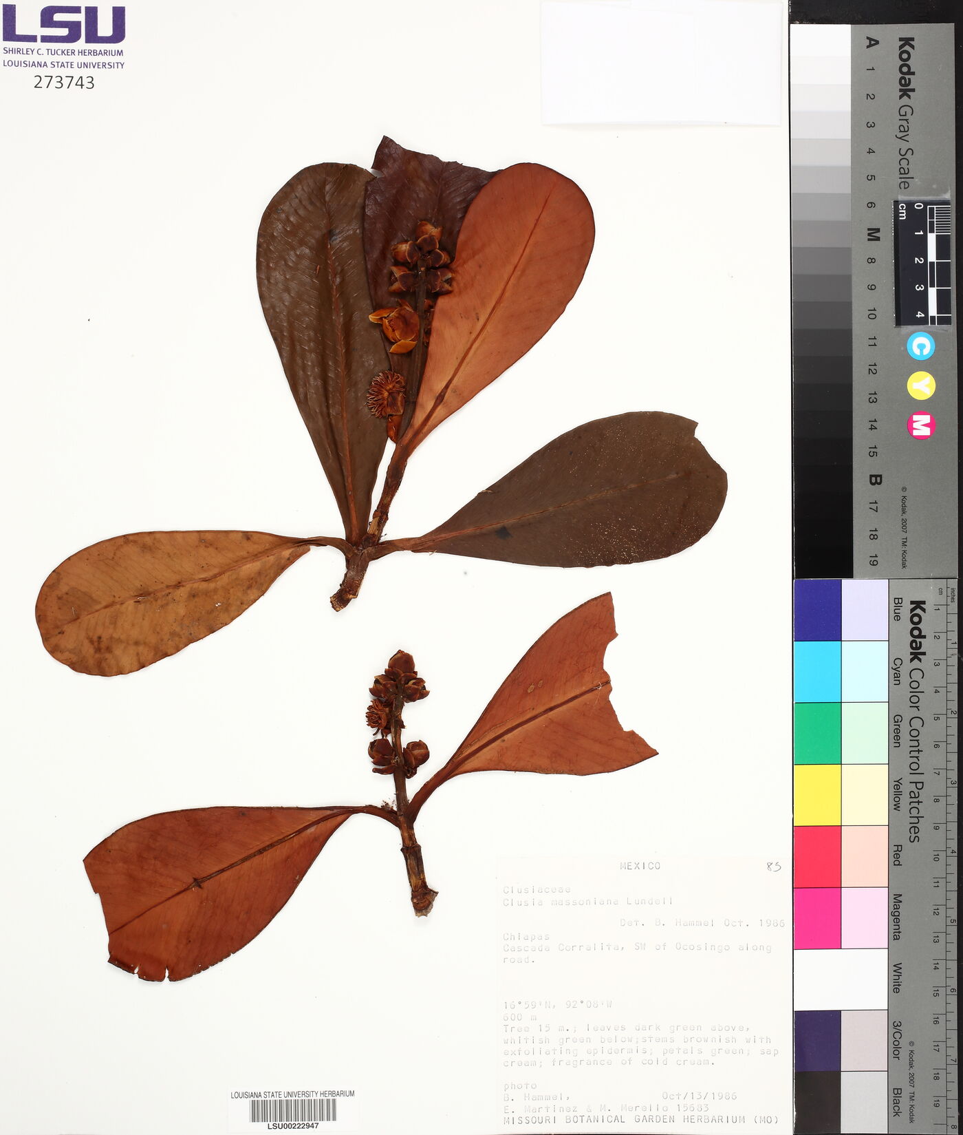 Clusia massoniana image