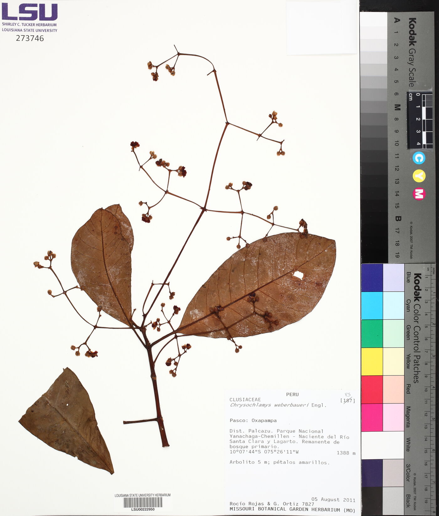 Chrysochlamys weberbaueri image