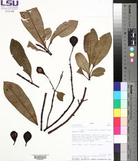 Clusia minor image