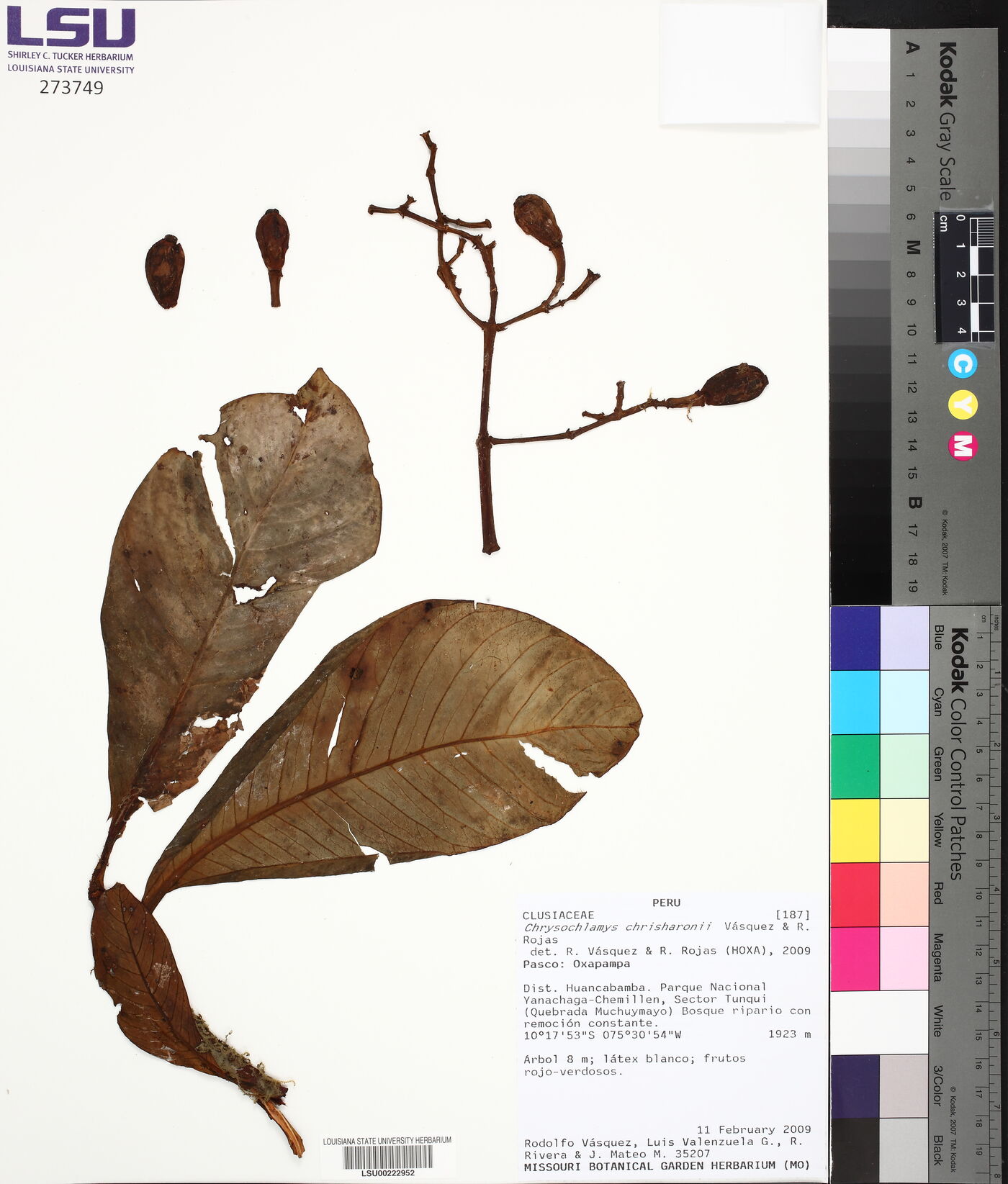 Chrysochlamys chrisharonii image