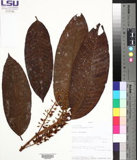 Media resource of Marila tomentosa