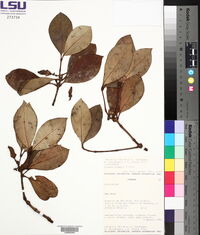Clusia croatii image