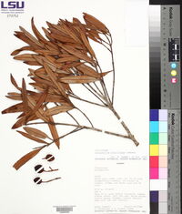 Calophyllum antillanum image