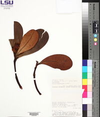 Clusia massoniana image