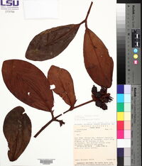 Clusia stenophylla image