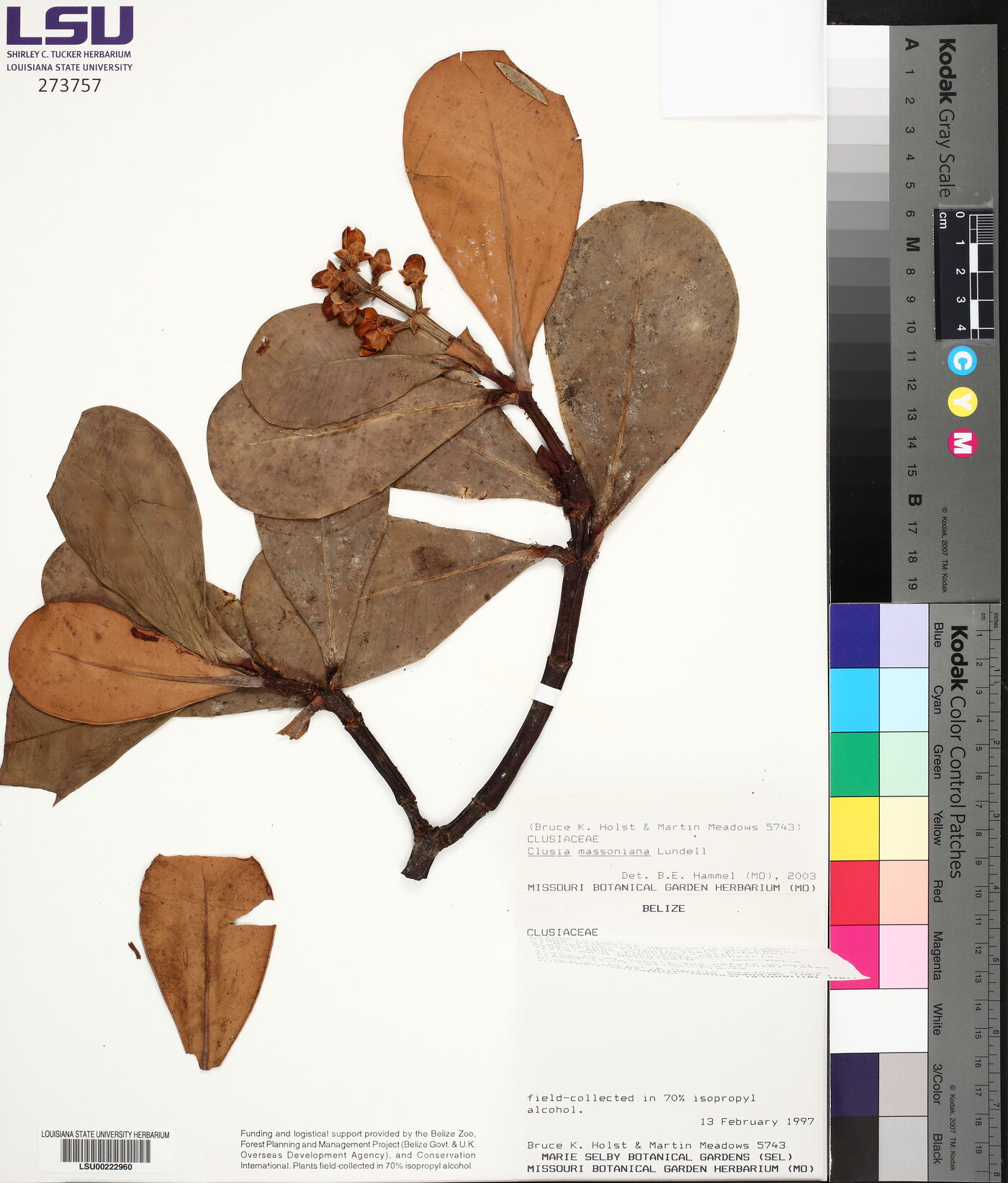 Clusia massoniana image