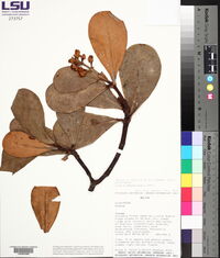 Clusia massoniana image