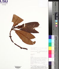 Clusia stenophylla image