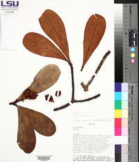 Clusia massoniana image