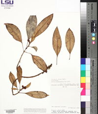 Clusia quadrangula image