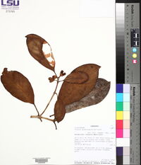 Clusia quadrangula image