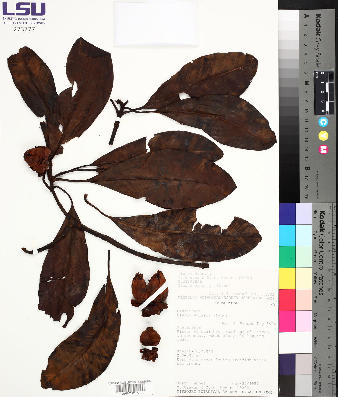 Clusia valerioi image