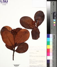 Clusia multiflora image