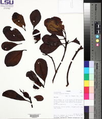 Clusia valerioi image