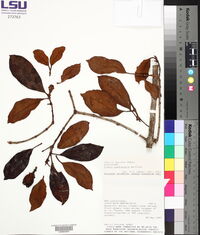 Clusia quadrangula image