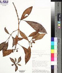 Clusia quadrangula image