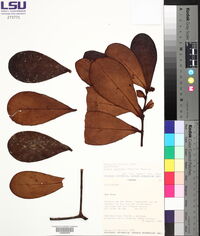 Clusia cupulata image