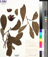 Clusia guatemalensis image