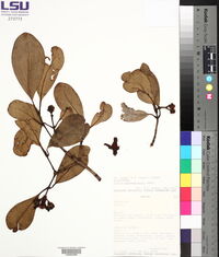 Clusia guatemalensis image