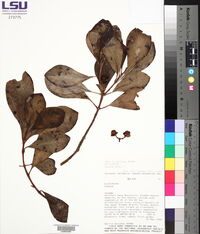 Clusia minor image