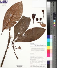 Tovomitopsis guatemaltecana image