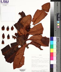 Clusia stenophylla image
