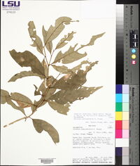 Solanum aphyodendron image