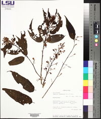 Cestrum racemosum image