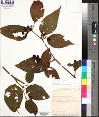 Lycianthes multiflora image