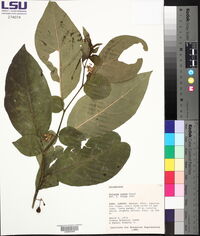 Solanum nudum image