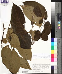 Lycianthes inaequilatera image