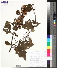 Solanum consimile image