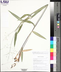 Dichanthelium ravenelii image