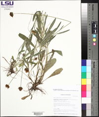 Coreopsis lanceolata image