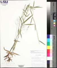 Dichanthelium villosissimum var. villosissimum image