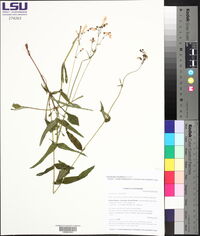 Penstemon laxiflorus image