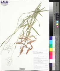 Dichanthelium villosissimum image