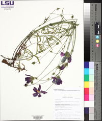 Callirhoe papaver image