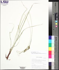 Carex caroliniana image