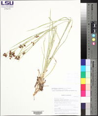 Rhynchospora compressa image