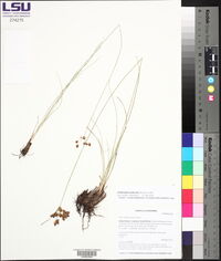 Fimbristylis puberula image