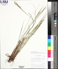 Paspalum plicatulum image