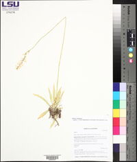 Aletris farinosa image