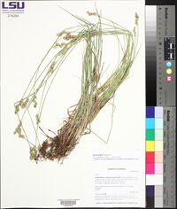 Carex longii image